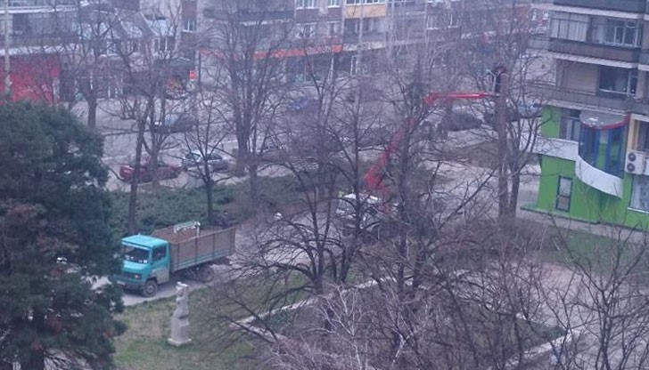 Бърза реакция за премахване на изсъхналия бор!