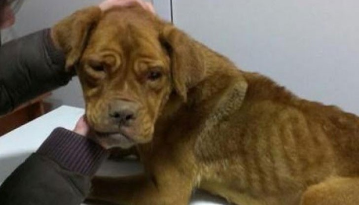 Животинчето, което е кръстено Спешъл е яло камъните от глад Животинчето, което е кръстено Спешъл е яло камъните от глад