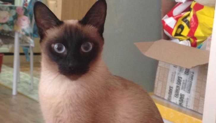 Котето изглежда както е на снимката и отговаря на името "Риша"