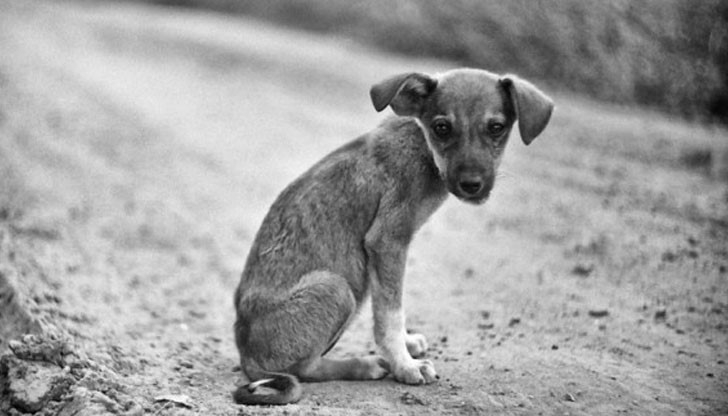 Зоополицията е необходимост и трябва да бъде създадена час по скоро!