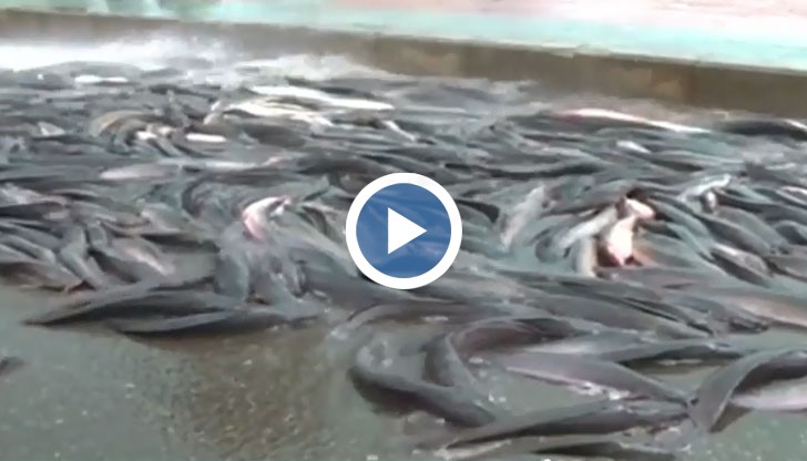 Камион с 5 тона сомове се обърна на китайска магистрала