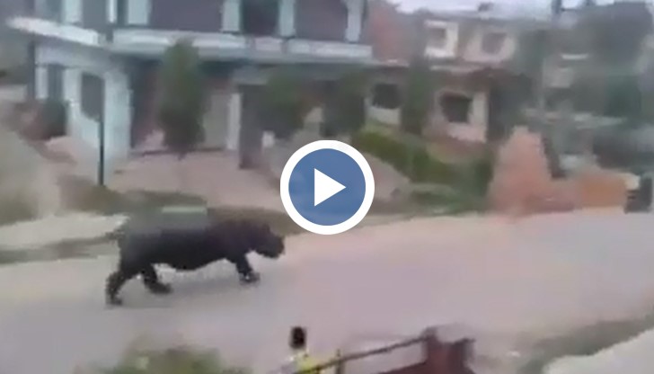 Носорог, избягал от резерват в Непал, уби жена и рани шестима души