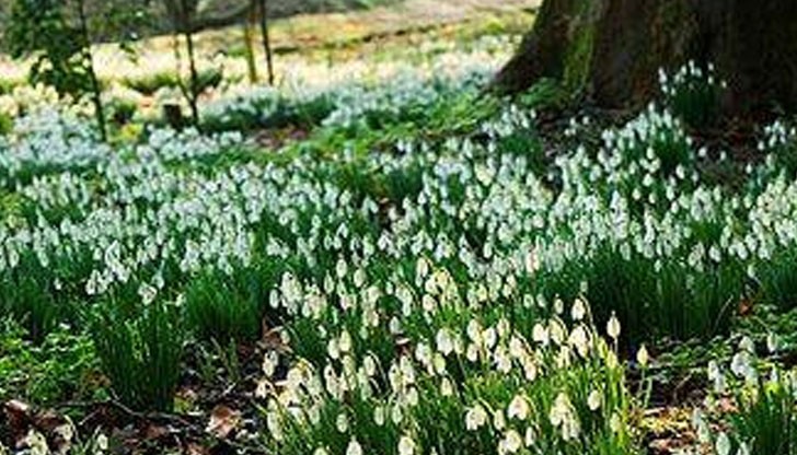 Уникални снимки на кокичета