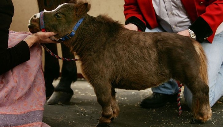 Това миловидно създание, наречено Тумбелина фигура в рекордите на Гинес като най-дребния кон в света