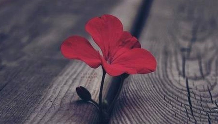 Избери си девиз сега! Избери си девиз сега!