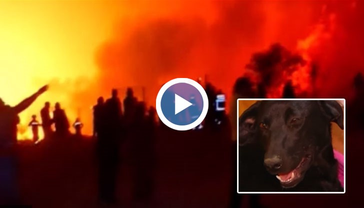 Кучката - майка спаси деветте си бебета от горски пожар, като изкопа дупка в пръстта и ги прибра в нея