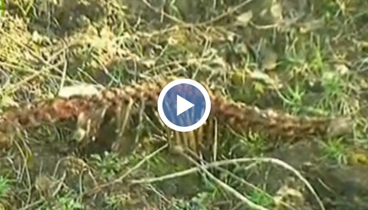 Мъжът е изхвърлил телата на животните в канала, откъдето може да тръгне и зараза