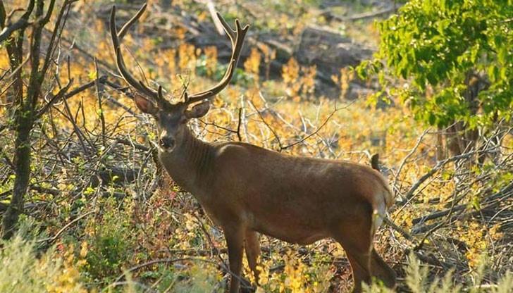 Лечебният продукт, както го определят потребители по форумите, подмладявал и подсилвал имунитета