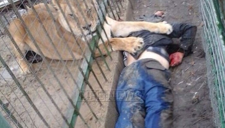 Кървав инцидент потресе посетителите в зоопарка на руския град Белгород