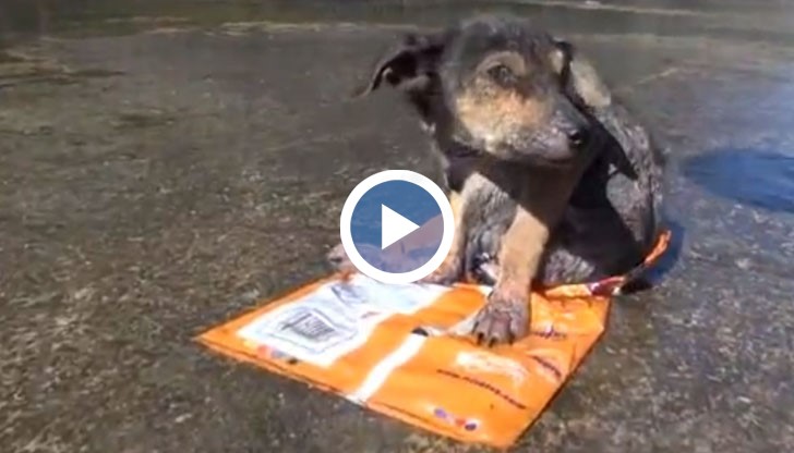 Това е една прекрасна история, която за съжаление в България много трудно би станала реалност