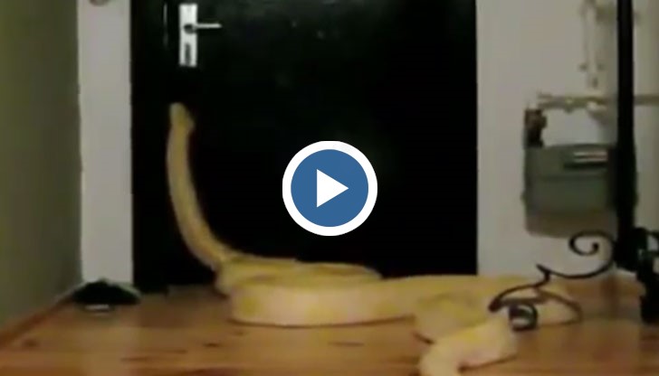 Огромна боа сама отваря врати