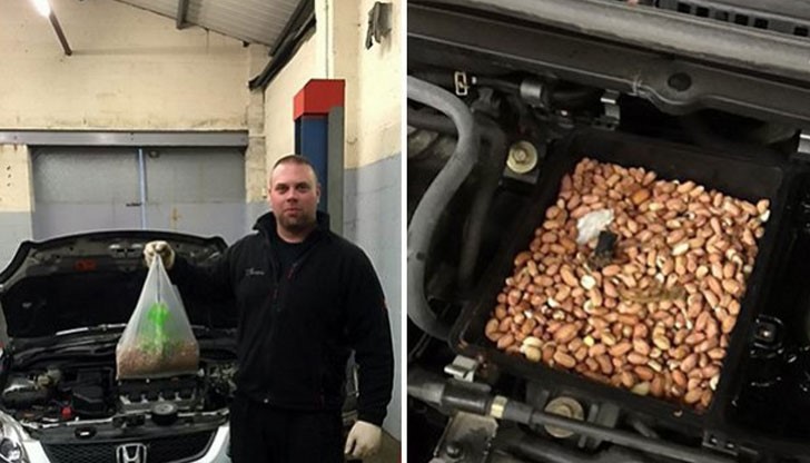 Автомобилът бил напълнен догоре с ядки