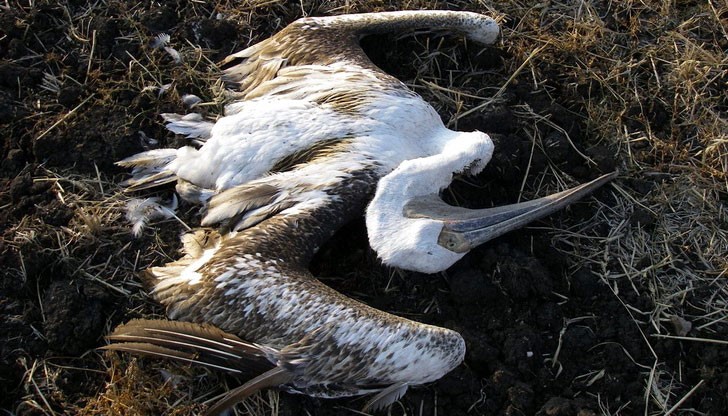 Мъртви пеликани в резервата „Сребърна”