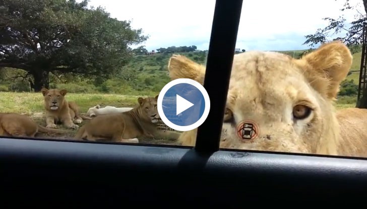 Лъв изненадва туристи по време на сафари