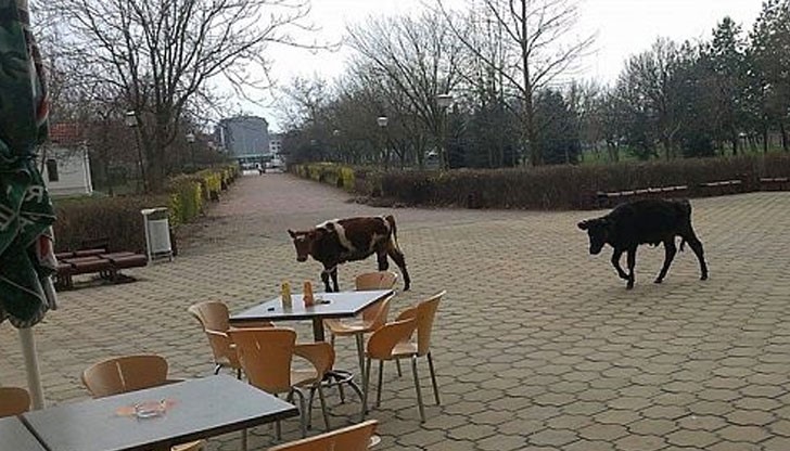 Две телета се разхождат в двора на Пловдивския университет