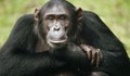 Дадоха човешки права на шимпанзета