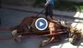 Циганин убива изнемощял кон!