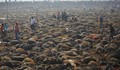 300 000 животни биват избивани на хиндуистка церемония