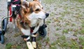 Кучето с отрязани крачета Мима почина в Германия