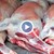Русенци купуват агнешко месо от Гюргево