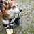 Кучето с отрязани крачета Мима почина в Германия
