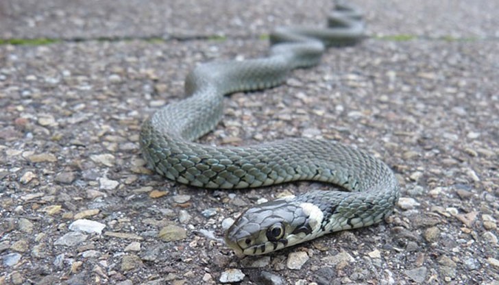 Змии са открити в сградата на КАТ в Смолян