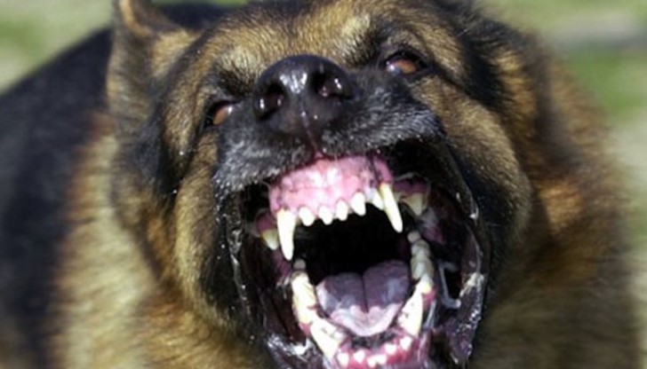 1 500 лева обезщетение е присъдил Районният съд на мъж, който през ноември миналата година станал поредната жертва на агресията на уличните песове