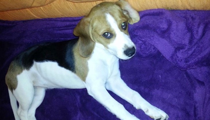 Изгубена е в района на парка на Възрожденците!