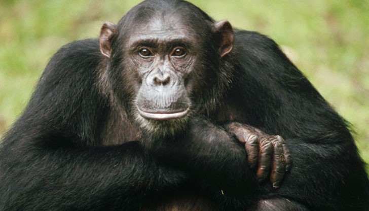 Според върховния съдия в Ню Йорк Барбара Джаф, две шимпанзета, които се държат за изследвания в университета Стоуни Бруук, имат права