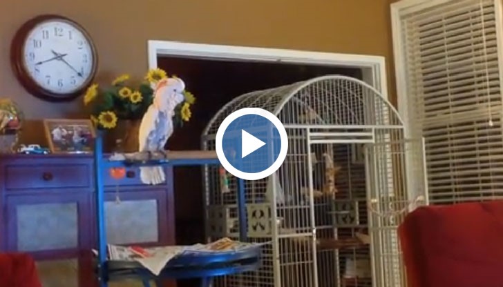 Папагали успяха да се спасят от пожар