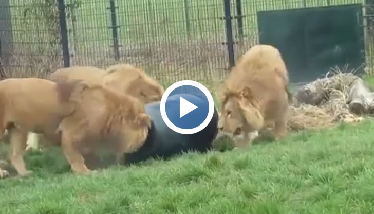 Лъв заклещи главата си във варел в холандски зоопарк