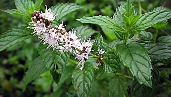 Чаят от джоджен спомага за регулиране на хормоните при жените