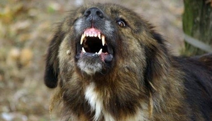 Районният съд в Русе е присъдил обезщетение от 3 000 лева за жена, нападната от улично куче през юни 2014 г.