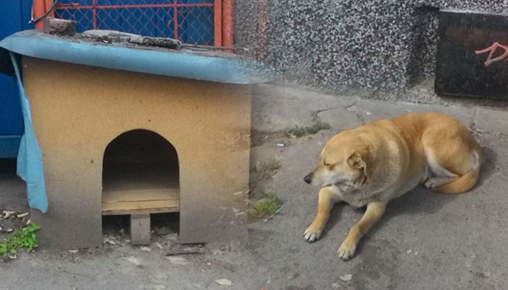 Русенци са направили колибка на едно бездомно куче