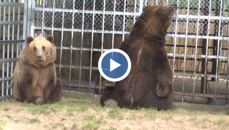 От животните с любов