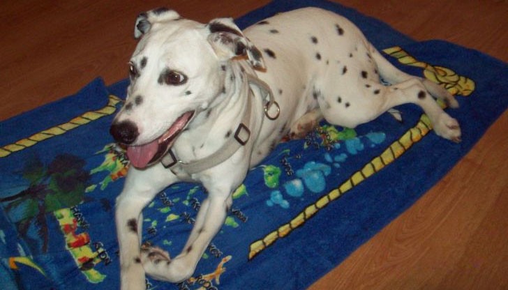 Кучето е намерено в района на квартал "Здравец", между бившата 3-та поликлиника и механа „Елит“