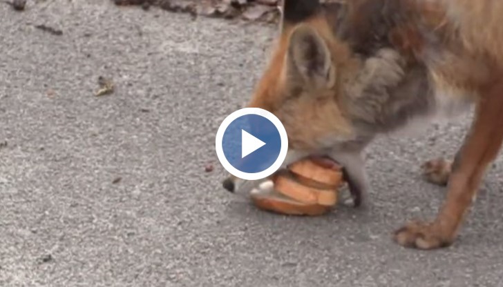 С помощта на муцуната и устата си лисицата успява да си направи четворен сандвич,