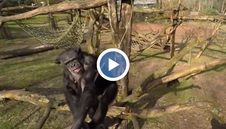 Животното използвало пръчка, за да премахне дразнителя и да разгледа безпилотното устройство