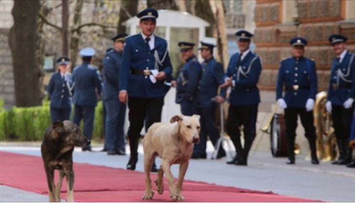Бездомни кучета се разходиха по червения килим, пред сградата на президентството на Босна
