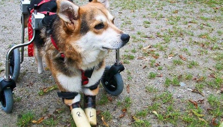 Съдбата на Мима трогна хиляди хора и предизвика протести, след които се стигна до инкриминиране на жестокостта към животните в България Съдбата на Мима трогна хиляди хора и предизвика протести, след които се стигна до инкриминиране на жестокостта към животните в България