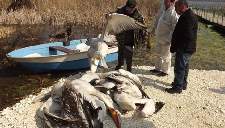 Общо намерените в резервата мъртви пеликани вече са трийсет и пет