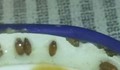 Майка откри червеи в пюрето на бебето си