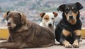 Нова информация за произхода на кучетата