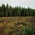 Румъния ще забрани износа на дървесина