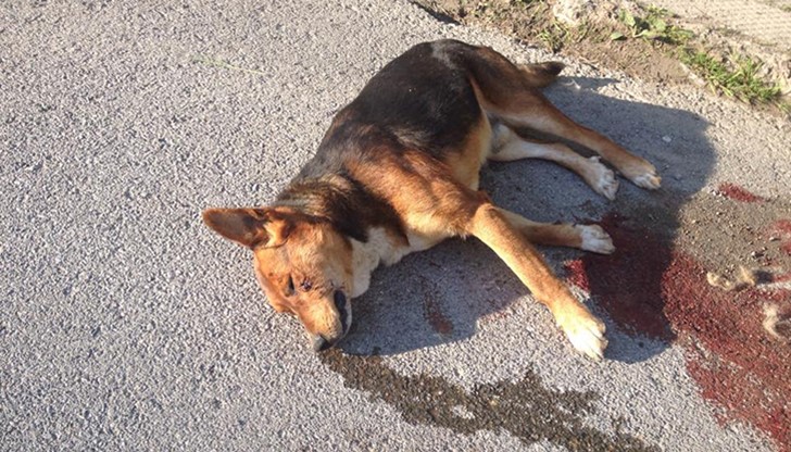 Жена от улицата, където са намерени повечето трупове, разказала, че преди време мъж се заканил, че ще избие всички кучета