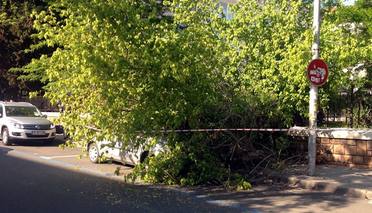Собственичката на автомобила в момента чака служителите на УКОРС, които ще разрежат дървото, за да освободят автомобила