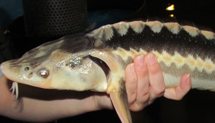 Бъди закрилник на есетрова риба!