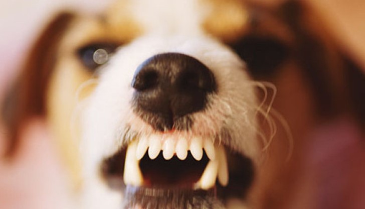 успели да умилостивят кучето и да го изведат на улицата успели да умилостивят кучето и да го изведат на улицата