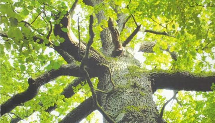 Книгата „Пробудени камбани“ на Соня Зубович