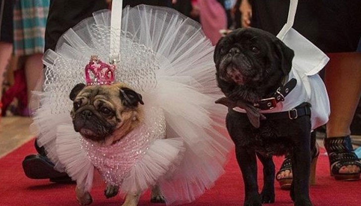 На церемонията са присъствали повече от 350 души и 60 кучета